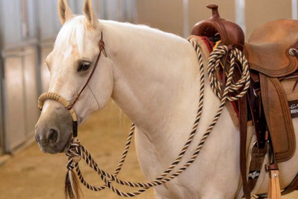 bosal